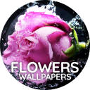 برنامه Flowers wallpaper for phone