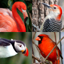 Bird World - Quiz about Famous Birds of the Earth