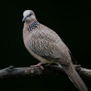 برنامه Spotted dove sounds