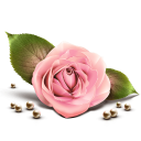 برنامه ‏گیاهان آپارتمانی و زینتی