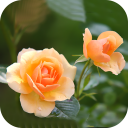 Flower Wallpaper 2024