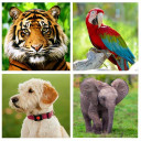 Sounds of Animals & Birds