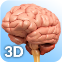 برنامه Brain Anatomy Pro.