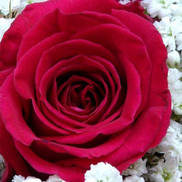 Rose Wallpaper, Floral, Flower background : Rosefy