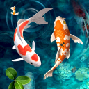 برنامه Koi Fish Live Wallpaper 4k