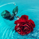 برنامه Rosely - Rose wallpapers HD