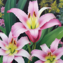برنامه Flowers Wallpapers HD 4K