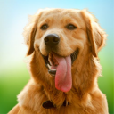 Virtual Pet Dog Sim: Dog Games