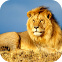 Lion Wallpaper 2025
