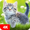 برنامه Cat Wallpapers & Cute Kittens