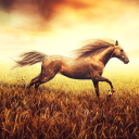 برنامه Horse Pictures Live Wallpaper