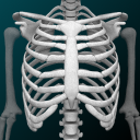 برنامه Osseous System in 3D (Anatomy)