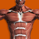 برنامه Muscular System 3D (anatomy)