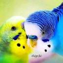 همه چیز درباره مرغ عشق