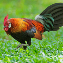 برنامه Red junglefowl sounds