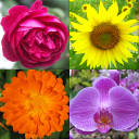 بازی Flowers Quiz - Identify Plants