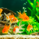 برنامه Fish On Screen 3D Wallpaper