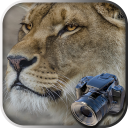 بازی Hidden Animals: Photo Hunt