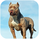 بازی Pitbull Simulator