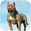 بازی Pitbull Dog Simulator