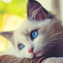 برنامه Talking Cat