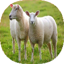 نکات و آموزش گوسفند داری