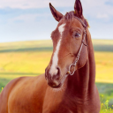 بازی Horse Home