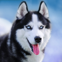 برنامه Talking Siberian Husky