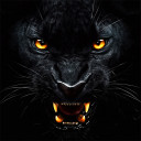 برنامه All Black Wallpaper Collection