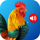 برنامه Animal Ringtones
