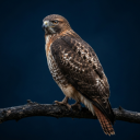 برنامه Hawk Sounds