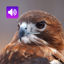 برنامه Hawk: Sounds & Ringtones