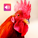 برنامه Rooster Sound: Ringtone, Alarm