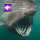 برنامه Scary: Sounds & Ringtones