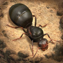 بازی The Ants: Underground Kingdom