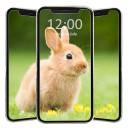 برنامه Cute Rabbit Wallpaper HD
