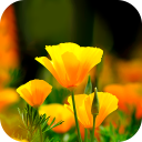 برنامه Flower Wallpaper 2025
