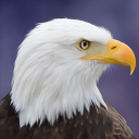 بازی Flying Bird Eagle Simulator 3D