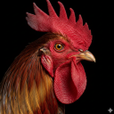 برنامه Rooster Sounds