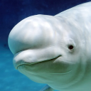 بازی The Beluga Whale