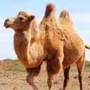 بازی The Camel