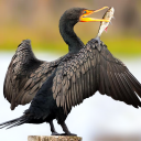 بازی The Cormorant