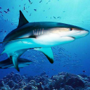 بازی The DogFish