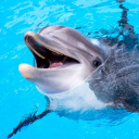 بازی The Dolphin