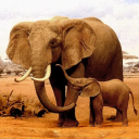 بازی The Elephant
