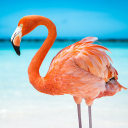 بازی The Flamingo