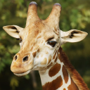 بازی The Giraffe