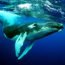 بازی The Humpback Whales