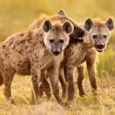 بازی The Hyena