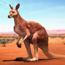 بازی The Kangaroo